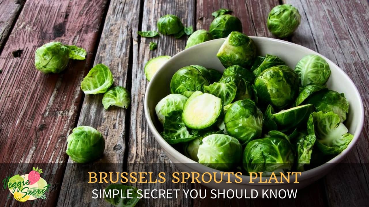 brussel sprout plant